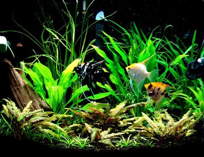 26 gallons planted tank (mostly live plants and fish) - 26g 26 gallons planted tank (mostly live plants and fish) - 26g