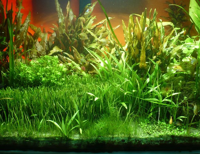 135 gallons planted tank (mostly live plants and fish) - left side 135 gallons planted tank (mostly live plants and fish) - left side