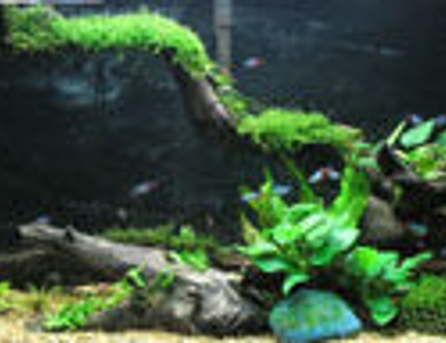 67 gallons planted tank (mostly live plants and fish) - my neon tetra tank. 67 gallons planted tank (mostly live plants and fish) - my neon tetra tank.