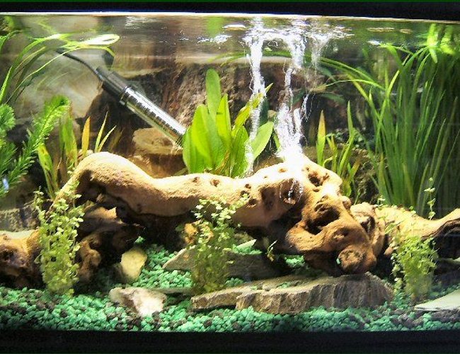 11 gallons planted tank (mostly live plants and fish) - Tropical Surprise..! 11 gallons planted tank (mostly live plants and fish) - Tropical Surprise..!