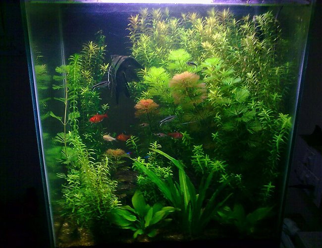 17 gallons planted tank (mostly live plants and fish) - overview 17 gallons planted tank (mostly live plants and fish) - overview