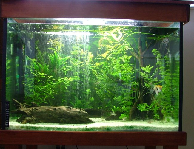 68 gallons planted tank (mostly live plants and fish) - My main Planted Tank with 6 Angels as the main fish in the tank, also contains 5 Xray Tetras and 4 Bristlenosed Catfish. 68 gallons planted tank (mostly live plants and fish) - My main Planted Tank with 6 Angels as the main fish in the tank, also contains 5 Xray Tetras and 4 Bristlenosed Catfish.