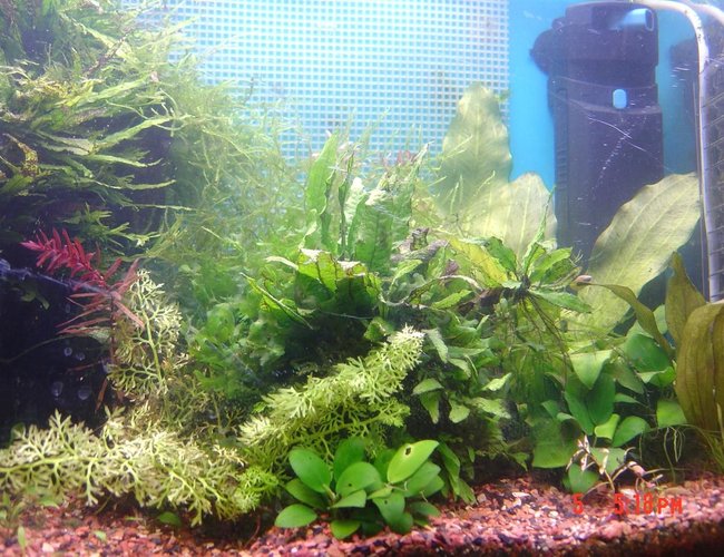 25 gallons planted tank (mostly live plants and fish) - Full view of tank without water sprite blocking the front. 25 gallons planted tank (mostly live plants and fish) - Full view of tank without water sprite blocking the front.