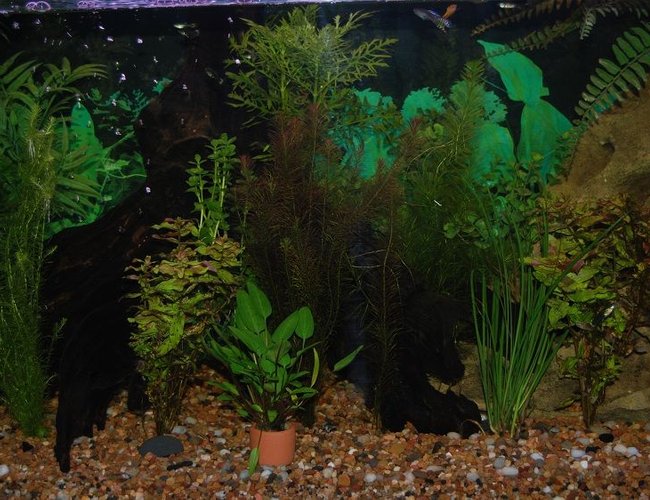 22 gallons planted tank (mostly live plants and fish) - This Is My Fish Tank. 22 gallons planted tank (mostly live plants and fish) - This Is My Fish Tank.