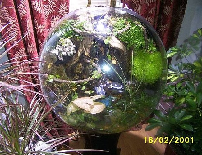 1 gallon planted tank (mostly live plants and fish) - bog aquarium, emersed and submersed zones, wild type guppies, seven years without a water change, no water movement (pumps), no heater, relies on humidic distribution of nutrients to emersed zone and capillary action of the wood back wall. the root system in the substrate (flourite gravel and laterite mix) is so dense it oxygenates the substrate and prevents rot in this uncirculated aquarium in a very unique 24 inch sphere. watch "globe ecosystem" on youtube for details 1 gallon planted tank (mostly live plants and fish) - bog aquarium, emersed and submersed zones, wild type guppies, seven years without a water change, no water movement (pumps), no heater, relies on humidic distribution of nutrients to emersed zone and capillary action of the wood back wall. the root system in the substrate (flourite gravel and laterite mix) is so dense it oxygenates the substrate and prevents rot in this uncirculated aquarium in a very unique 24 inch sphere. watch "globe ecosystem" on youtube for details