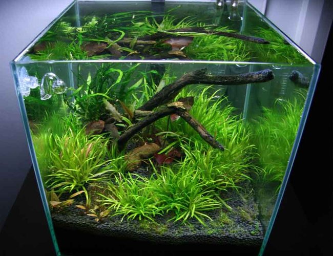 7 gallons planted tank (mostly live plants and fish) - 30cm/1ft cube 7 gallons planted tank (mostly live plants and fish) - 30cm/1ft cube