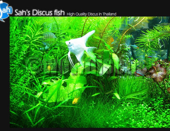 50 gallons planted tank (mostly live plants and fish) - I love it! wowaquarium at wowdiscus fish farm 50 gallons planted tank (mostly live plants and fish) - I love it! wowaquarium at wowdiscus fish farm