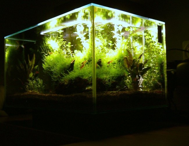 6 gallons planted tank (mostly live plants and fish) - Planted Fluval EDGE nano Aquarium 6 gallons planted tank (mostly live plants and fish) - Planted Fluval EDGE nano Aquarium