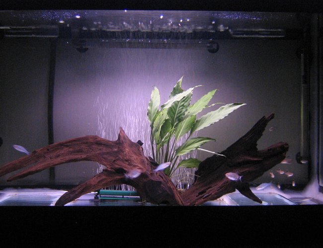 50 gallons planted tank (mostly live plants and fish) - My 50G 50 gallons planted tank (mostly live plants and fish) - My 50G
