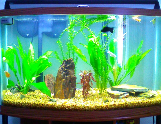 46 gallons planted tank (mostly live plants and fish) - Front view of my 46 gallon bow front tank 46 gallons planted tank (mostly live plants and fish) - Front view of my 46 gallon bow front tank
