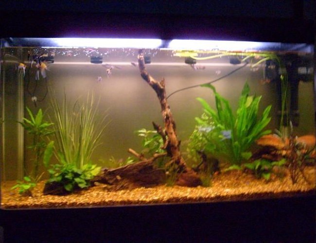 79 gallons planted tank (mostly live plants and fish) - My 79 Gallon South American/Amazon Tank. 79 gallons planted tank (mostly live plants and fish) - My 79 Gallon South American/Amazon Tank.