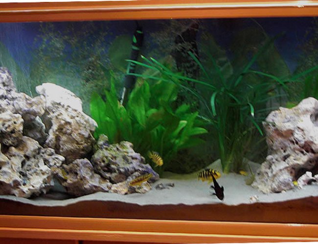 50 gallons planted tank (mostly live plants and fish) - Sucessful planted malawian cichlid aquarium. fish include yellow labs, hornets and blue alhi. filtertion provided by a large wet and dry filter. 50 gallons planted tank (mostly live plants and fish) - Sucessful planted malawian cichlid aquarium. fish include yellow labs, hornets and blue alhi. filtertion provided by a large wet and dry filter.