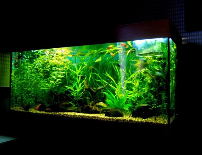 90 gallons planted tank (mostly live plants and fish) - Rio 180 planted tank 90 gallons planted tank (mostly live plants and fish) - Rio 180 planted tank