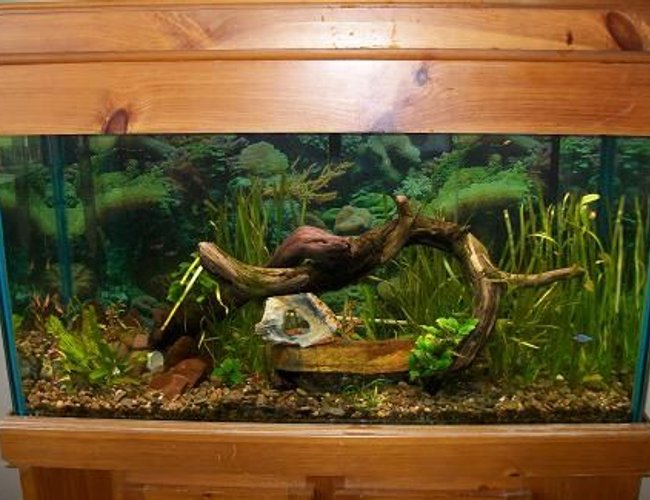 100 gallons planted tank (mostly live plants and fish) - 9 months old 100 gallon aquarium with 2-48in t5, and 1- 48in t8. 2 power head fillters with just bio balls to keep water moving and dirt under my rocks for the plants. 3-3liter co2 and some drift wood 100 gallons planted tank (mostly live plants and fish) - 9 months old 100 gallon aquarium with 2-48in t5, and 1- 48in t8. 2 power head fillters with just bio balls to keep water moving and dirt under my rocks for the plants. 3-3liter co2 and some drift wood