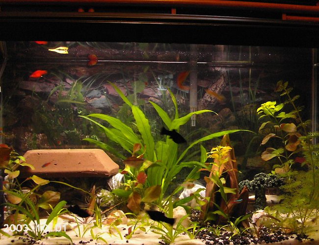 25 gallons planted tank (mostly live plants and fish) - Fully Planted and inhabited 25 gallons planted tank (mostly live plants and fish) - Fully Planted and inhabited