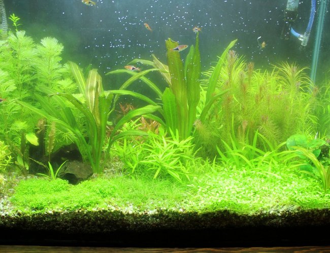 25 gallons planted tank (mostly live plants and fish) - 25 Gallon Planted 25 gallons planted tank (mostly live plants and fish) - 25 Gallon Planted