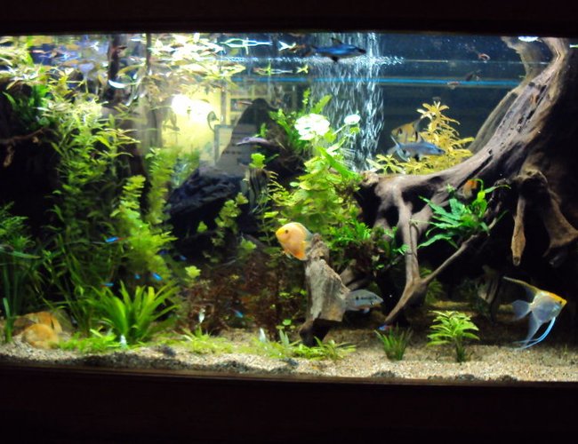 200 gallons planted tank (mostly live plants and fish) - 200 gal. community tank. Fully planted low light setup. 200 gallons planted tank (mostly live plants and fish) - 200 gal. community tank. Fully planted low light setup.