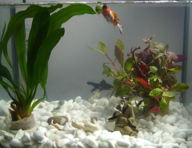 4 gallons planted tank (mostly live plants and fish) - My first tank! 4 gallons planted tank (mostly live plants and fish) - My first tank!