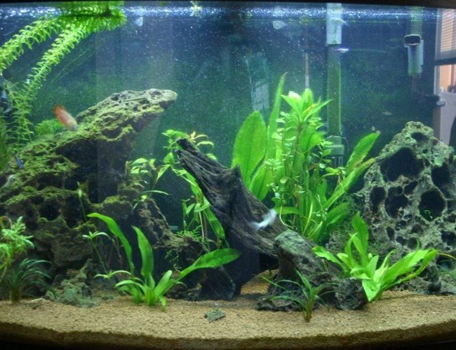 46 gallons planted tank (mostly live plants and fish) - Just getting back into fish tanks again, this is about 6 weeks into my first attempt at a freshwater planted tank. 46 gallons planted tank (mostly live plants and fish) - Just getting back into fish tanks again, this is about 6 weeks into my first attempt at a freshwater planted tank.