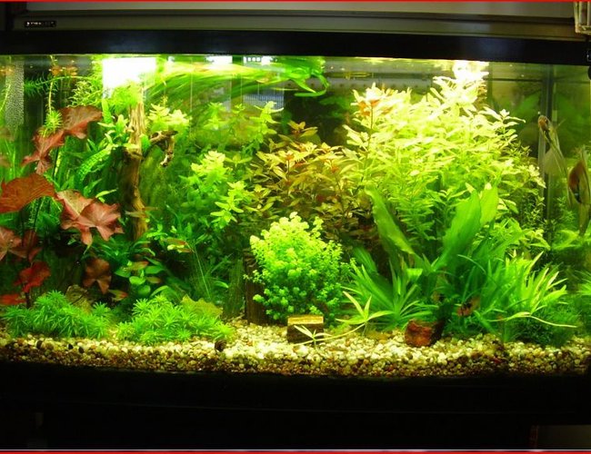 50 gallons planted tank (mostly live plants and fish) - just another pic 50 gallons planted tank (mostly live plants and fish) - just another pic