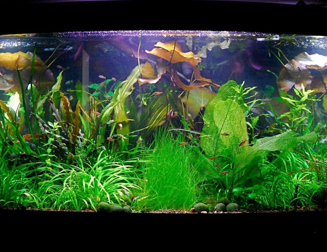 50 gallons planted tank (mostly live plants and fish) - June 2010.. ever changing:) 50 gallons planted tank (mostly live plants and fish) - June 2010.. ever changing:)