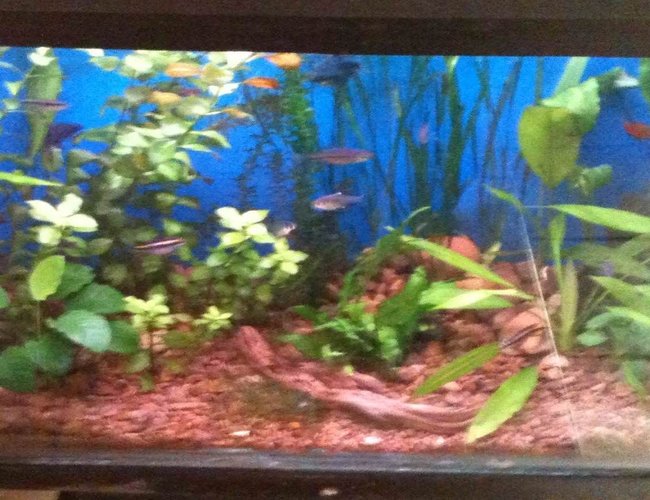 26 gallons planted tank (mostly live plants and fish) - Community tank 26 gallons planted tank (mostly live plants and fish) - Community tank