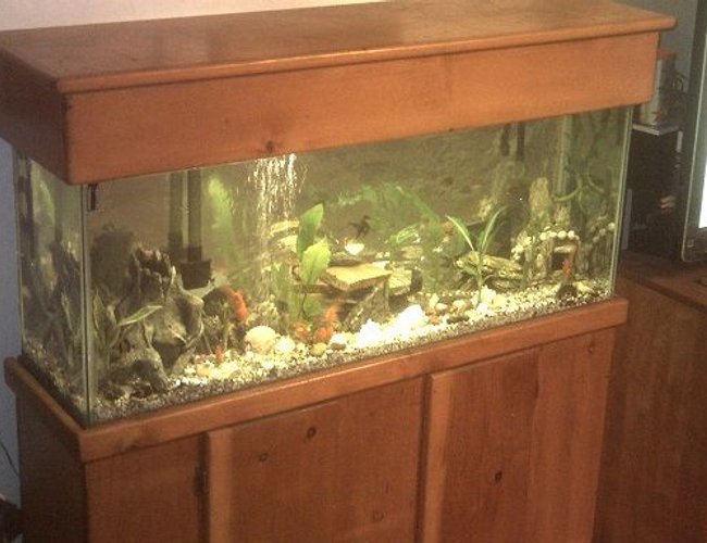 45 gallons planted tank (mostly live plants and fish) - my families 45 45 gallons planted tank (mostly live plants and fish) - my families 45