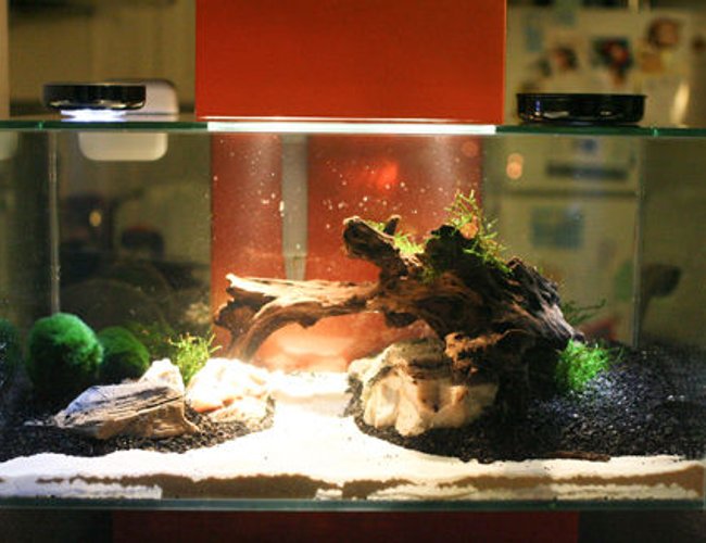 6 gallons planted tank (mostly live plants and fish) - Fluval Edge 6 gallons
Moss balls and Java moss 6 gallons planted tank (mostly live plants and fish) - Fluval Edge 6 gallons
Moss balls and Java moss