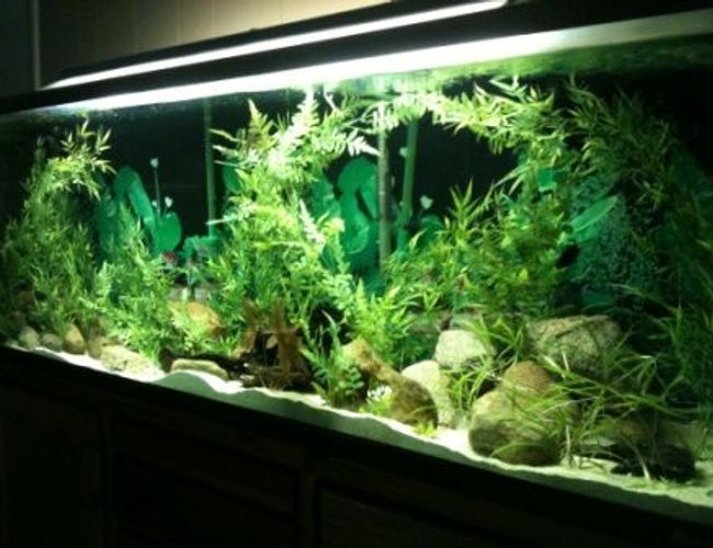 135 gallons planted tank (mostly live plants and fish) - fresh setup 135 gallons planted tank (mostly live plants and fish) - fresh setup