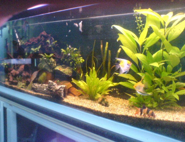 113 gallons planted tank (mostly live plants and fish) - 1 113 gallons planted tank (mostly live plants and fish) - 1
