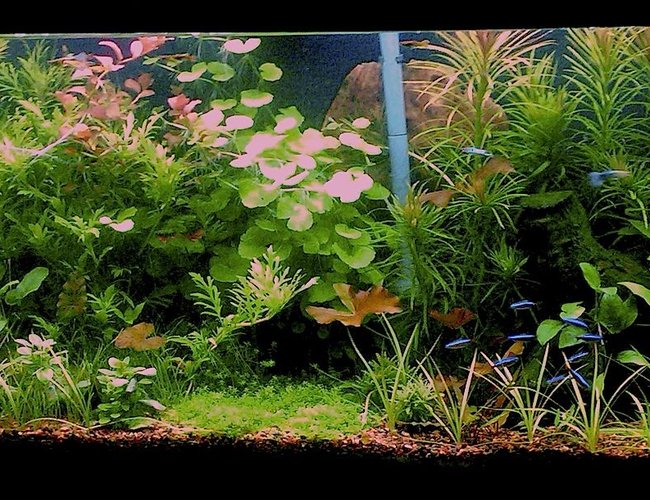 55 gallons planted tank (mostly live plants and fish) - updated pic 55 gallons planted tank (mostly live plants and fish) - updated pic