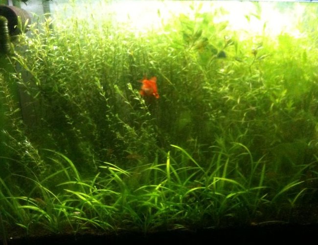 66 gallons planted tank (mostly live plants and fish) - 300 liter planted 66 gallons planted tank (mostly live plants and fish) - 300 liter planted