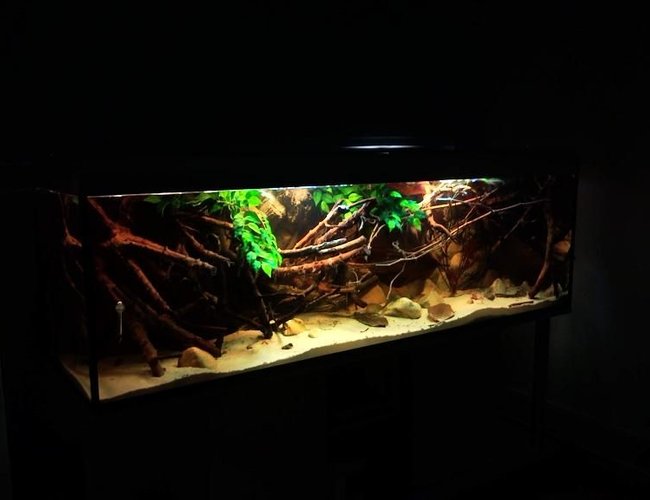 182 gallons planted tank (mostly live plants and fish) - Amazon Biotope 182 gallons planted tank (mostly live plants and fish) - Amazon Biotope