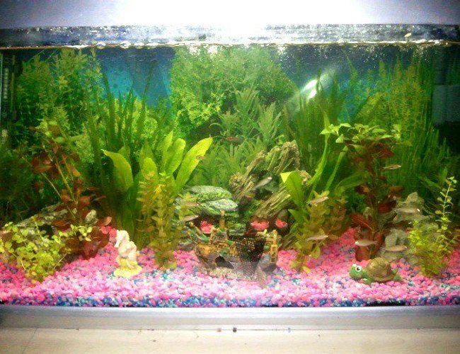48 gallons planted tank (mostly live plants and fish) - My Older tank, still with my many fish in it, this tank was more a fun tank than my newer one :) 48 gallons planted tank (mostly live plants and fish) - My Older tank, still with my many fish in it, this tank was more a fun tank than my newer one :)