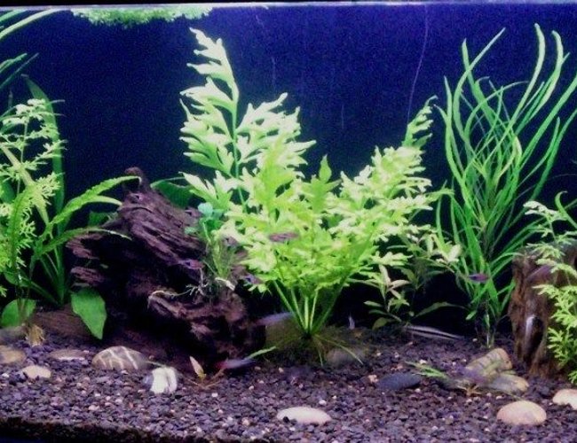 65 gallons planted tank (mostly live plants and fish) - 48x18x18 Planted tank
Just planted, not grown out yet. 65 gallons planted tank (mostly live plants and fish) - 48x18x18 Planted tank
Just planted, not grown out yet.