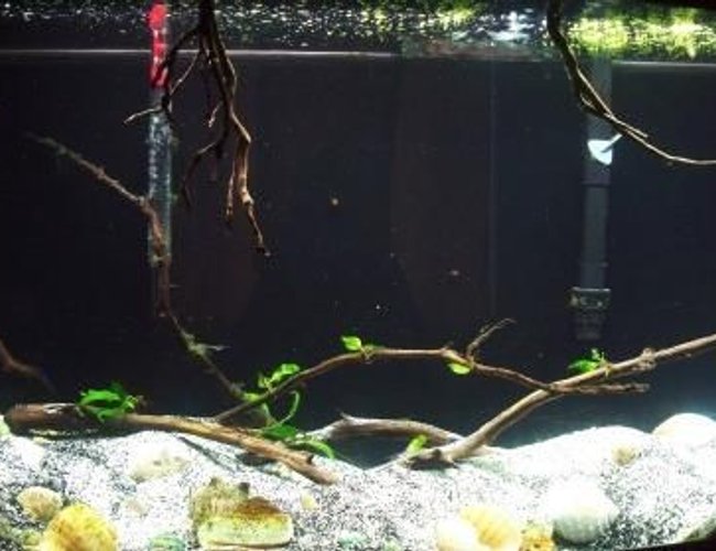 46 gallons planted tank (mostly live plants and fish) - Multifasciatus Tank 46 gallon 46 gallons planted tank (mostly live plants and fish) - Multifasciatus Tank 46 gallon