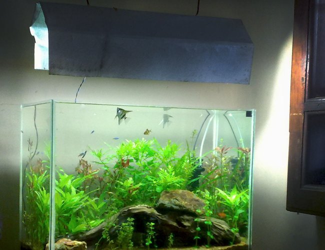 22 gallons planted tank (mostly live plants and fish) - my 22G low light hitech tank.DIY co2 CFL lighting 22 gallons planted tank (mostly live plants and fish) - my 22G low light hitech tank.DIY co2 CFL lighting