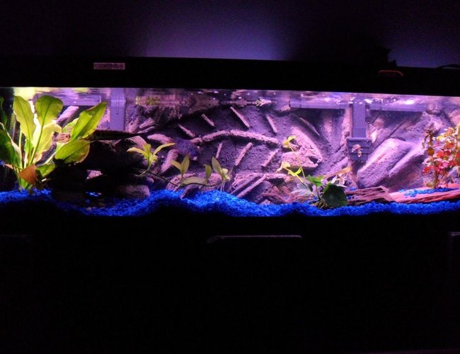 33 gallons planted tank (mostly live plants and fish) - 3d Background turned out awesome!Check out the up close picture of the fish bones.Just something different from all the other great tanks here. 33 gallons planted tank (mostly live plants and fish) - 3d Background turned out awesome!Check out the up close picture of the fish bones.Just something different from all the other great tanks here.