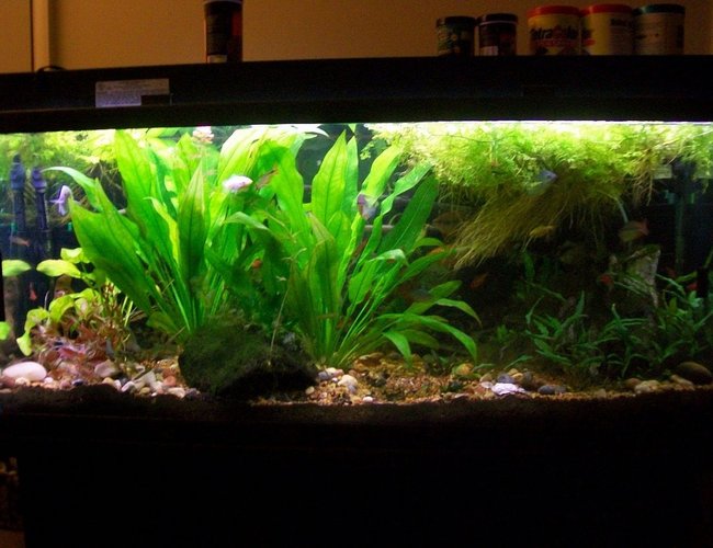 100 gallons planted tank (mostly live plants and fish) - 1-17-11 100 gallons planted tank (mostly live plants and fish) - 1-17-11