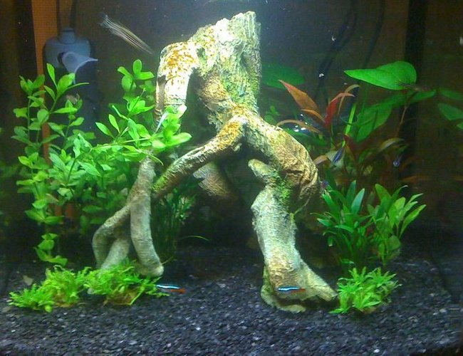 9 gallons planted tank (mostly live plants and fish) - This is my newly set up fish box. Feel free to comment :o) 9 gallons planted tank (mostly live plants and fish) - This is my newly set up fish box. Feel free to comment :o)
