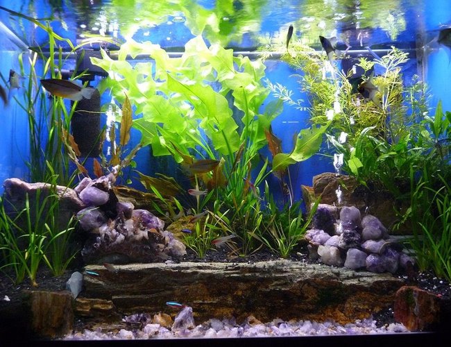 65 gallons planted tank (mostly live plants and fish) - 65 Gallon Planted Freshwater Community Tank 65 gallons planted tank (mostly live plants and fish) - 65 Gallon Planted Freshwater Community Tank