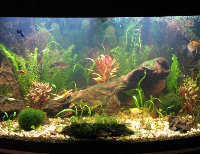 66 gallons planted tank (mostly live plants and fish) - 65.5 gallons. Slightly cloudy due to water change and cleaning. 66 gallons planted tank (mostly live plants and fish) - 65.5 gallons. Slightly cloudy due to water change and cleaning.