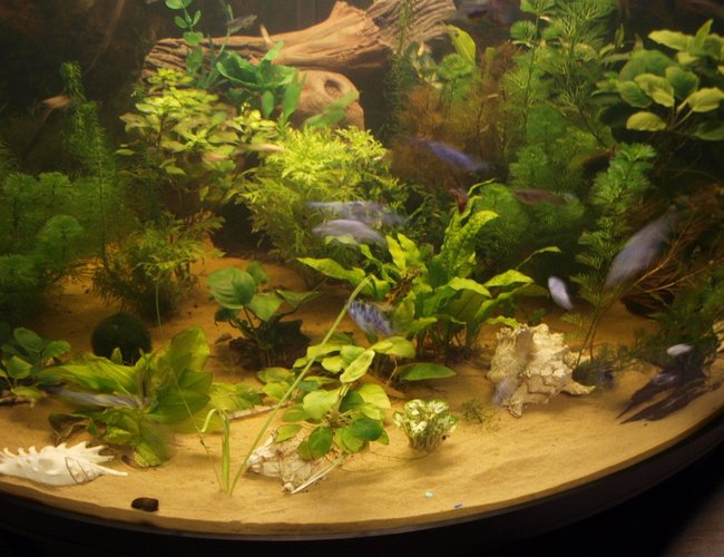80 gallons planted tank (mostly live plants and fish) - my tank 80 gallons planted tank (mostly live plants and fish) - my tank