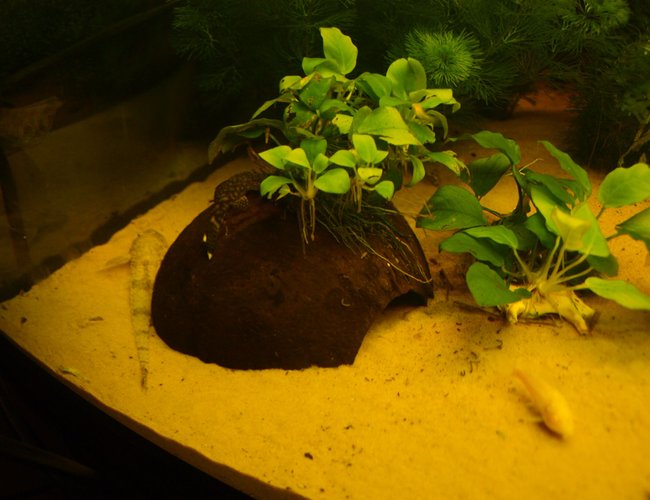 80 gallons planted tank (mostly live plants and fish) - My Stick Fish can you spot him? 80 gallons planted tank (mostly live plants and fish) - My Stick Fish can you spot him?
