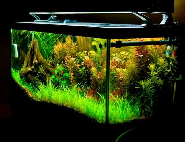 75 gallons planted tank (mostly live plants and fish) - 2011 planted tank 75 gallons planted tank (mostly live plants and fish) - 2011 planted tank