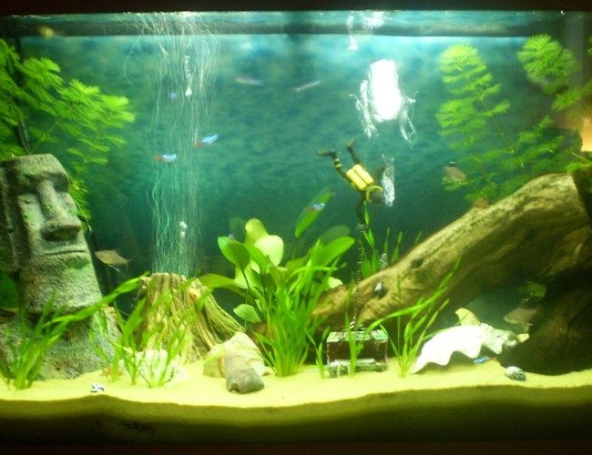 33 gallons planted tank (mostly live plants and fish) - juwel 125 planted in progress 33 gallons planted tank (mostly live plants and fish) - juwel 125 planted in progress