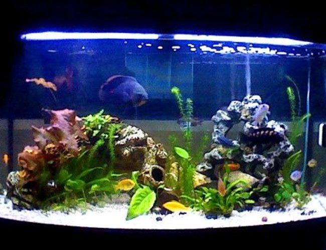 47 gallons planted tank (mostly live plants and fish) - 47gallon mostly cichlids. if anyone has any advice they would like to give me please feel free to comment
Sorry for the low quality pictures 47 gallons planted tank (mostly live plants and fish) - 47gallon mostly cichlids. if anyone has any advice they would like to give me please feel free to comment
Sorry for the low quality pictures