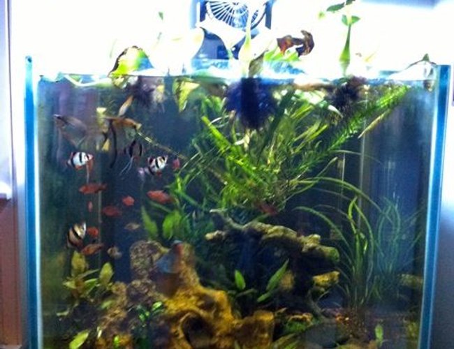 60 gallons planted tank (mostly live plants and fish) - 60 gal. rimless open top plant tank 60 gallons planted tank (mostly live plants and fish) - 60 gal. rimless open top plant tank