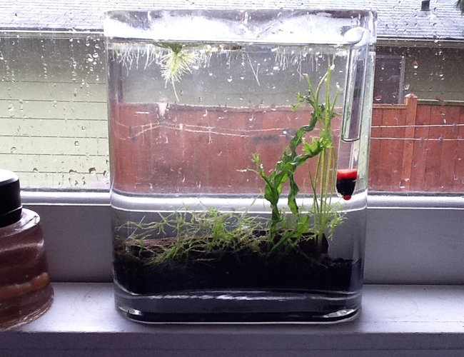 2 gallons planted tank (mostly live plants and fish) - Killifish tank 2 gallons planted tank (mostly live plants and fish) - Killifish tank