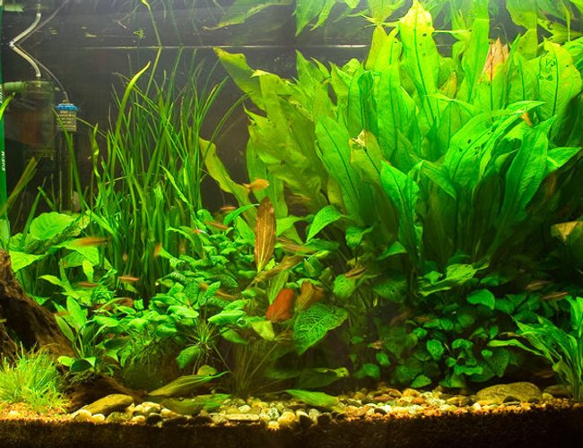 71 gallons planted tank (mostly live plants and fish) - The tank so far... 71 gallons planted tank (mostly live plants and fish) - The tank so far...